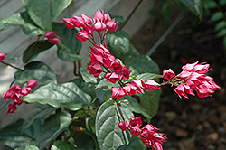 Flaming Glorybower (Clerodendrum splendens) at Lakeshore Garden Centres
