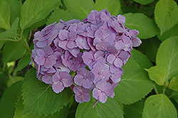 Ogonba Hydrangea (Hydrangea macrophylla 'Ogonba') at Lakeshore Garden Centres