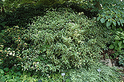 Variegated Cleyera (Cleyera japonica 'Fortunei') at Lakeshore Garden Centres