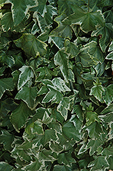 Bettina Ivy (Hedera helix 'Bettina') at Lakeshore Garden Centres