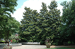 Southern Magnolia (Magnolia grandiflora) at Lakeshore Garden Centres