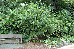 Pipestem (Agarista populifolia) at Lakeshore Garden Centres