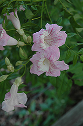 Queen Of Sheba Vine (Podranea brycei) at Lakeshore Garden Centres