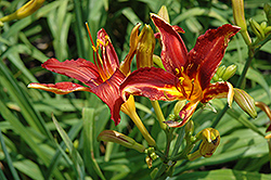 Crimson Pirate Daylily (Hemerocallis 'Crimson Pirate') at Lakeshore Garden Centres