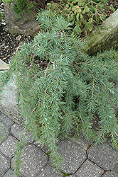 Blue Snake Dwarf Deodar Cedar (Cedrus deodara 'Blue Snake') at Lakeshore Garden Centres