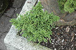 Tansu Sport Japanese Cedar (Cryptomeria japonica 'Tansu Sport') at Lakeshore Garden Centres
