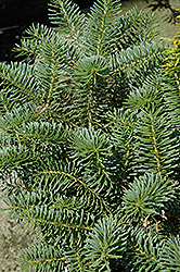 Blue Whistle Korean Fir (Abies koreana 'Blauer Pfiff') at Lakeshore Garden Centres