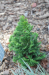 Little Ann Hinoki Falsecypress (Chamaecyparis obtusa 'Little Ann') at Lakeshore Garden Centres