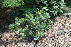 Meta Japanese Yew (Podocarpus macrophyllus 'Meta') at Lakeshore Garden Centres