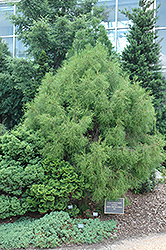 Filiformis Erecta Arborvitae (Thuja orientalis 'Filiformis Erecta') at Lakeshore Garden Centres