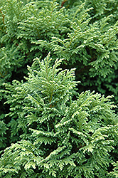 Squarrosa Lutea Falsecypress (Chamaecyparis pisifera 'Squarrosa Lutea') at Lakeshore Garden Centres