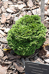 Juniperoides Hinoki Falsecypress (Chamaecyparis obtusa 'Juniperoides') at Lakeshore Garden Centres