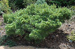 Sea Urchin White Pine (Pinus strobus 'Sea Urchin') at A Very Successful Garden Center