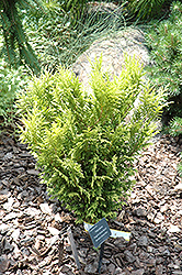 Roger's Golden Sport Arborvitae (Thuja plicata 'Rogers Aurea Sport') at Lakeshore Garden Centres