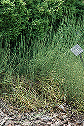 Asamania (Ephedra gerardiana 'var. sikkimensis') at Lakeshore Garden Centres