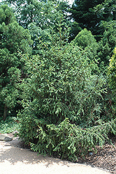 Barry Dwarf Spruce (Picea abies 'Barryi') at Lakeshore Garden Centres
