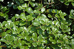Roundleaf False Holly (Osmanthus heterophyllus 'Rotundifolius') at Lakeshore Garden Centres