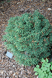 Stockman's Dwarf Hemlock (Tsuga canadensis 'Stockman's Dwarf') at Lakeshore Garden Centres