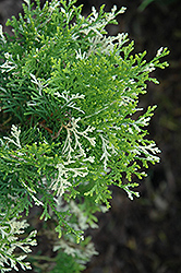 Nana Fleck Arborvitae (Thuja orientalis 'Nana Fleck') at Lakeshore Garden Centres