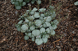 Emerald Lace Plectranthus (Plectranthus 'Emerald Lace') at Lakeshore Garden Centres