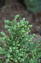 Monishi Japanese Cedar (Cryptomeria japonica 'Monishi') at Lakeshore Garden Centres