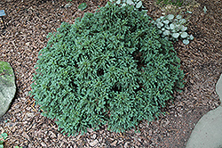 Koshyi Dwarf Japanese Cedar (Cryptomeria japonica 'Koshyi') at Lakeshore Garden Centres