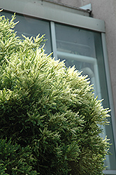 Nana Albospica Japanese Cedar (Cryptomeria japonica 'Nana Albospica') at Lakeshore Garden Centres