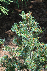 Zuisho Japanese White Pine (Pinus parviflora 'Zuisho') at Lakeshore Garden Centres