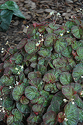 Bettina Rothschild Begonia (Begonia rex 'Bettina Rothschild') at Lakeshore Garden Centres