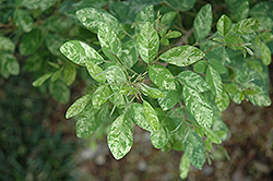 Green Elf Bush Clover (Lespedeza thunbergii 'Green Elf') at Lakeshore Garden Centres