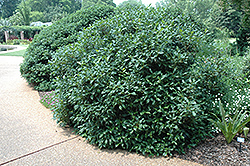 Jermyn's Globe Viburnum (Viburnum x globosum 'Jermyn's Globe') at Lakeshore Garden Centres