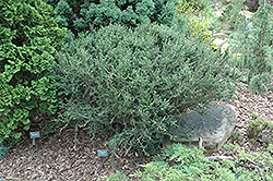 Kyoto Serissa (Serissa japonica 'Kyoto') at Lakeshore Garden Centres