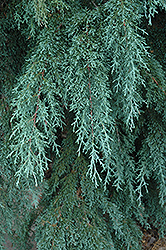 Blue Weeping Mexican Cypress (Cupressus lusitanica 'Glauca Pendula') at Lakeshore Garden Centres