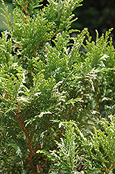 Golden Sands Falsecypress (Chamaecyparis pisifera 'Golden Sands') at Lakeshore Garden Centres