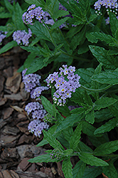Azure Skies Creeping Heliotrope (Heliotropium amplexicaule 'Azure Skies') at Lakeshore Garden Centres