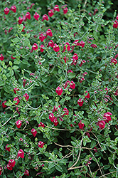 Texas Rose Pink Skullcap (Scutellaria suffrutescens 'Texas Rose') at Lakeshore Garden Centres