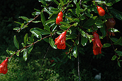 State Fair Pomegranate (Punica granatum 'State Fair') at Lakeshore Garden Centres