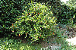 State Fair Pomegranate (Punica granatum 'State Fair') at Lakeshore Garden Centres
