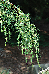 Needle Juniper (Juniperus rigida 'Pendula') at Lakeshore Garden Centres