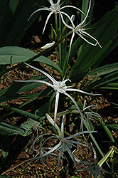 Peruvian Daffodil (Hymenocallis x festalis) at Lakeshore Garden Centres