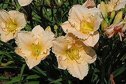 Elaine's Pink Ruffles Daylily (Hemerocallis 'Elaine's Pink Ruffles') at Lakeshore Garden Centres