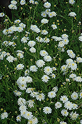 Double Japanese Aster (Kalimeris pinnatifida) at Lakeshore Garden Centres