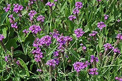 Polaris Verbena (Verbena rigida 'Polaris') at Lakeshore Garden Centres