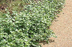 Beach Vitex (Vitex rotundifolia) at Lakeshore Garden Centres