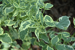 Snow Fairy Variegated Bluebeard (Caryopteris divaricata 'Snow Fairy') at Lakeshore Garden Centres