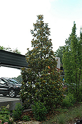 Bracken's Brown Beauty Magnolia (Magnolia grandiflora 'Bracken's Brown Beauty') at Lakeshore Garden Centres