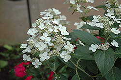 Dharuma Hydrangea (Hydrangea paniculata 'Dharuma') at Lakeshore Garden Centres