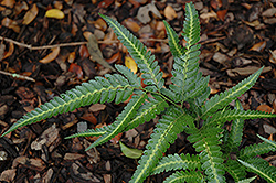 Variegated Holly Fern (Arachniodes simplicior 'Variegata') at Lakeshore Garden Centres