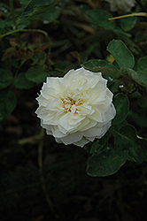 Kronprincessin Viktoria Rose (Rosa 'Kronprincessin Viktoria') at Lakeshore Garden Centres