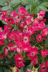 Papa Hemeray Rose (Rosa 'Papa Hemeray') at Lakeshore Garden Centres